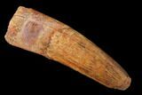 Spinosaurus Tooth - Real Dinosaur Tooth #159930-1